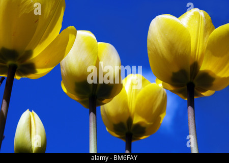 Cinq tulipes jaunes dans indiqué avec le printemps / été bleu ciel comme leur arrière-plan Banque D'Images