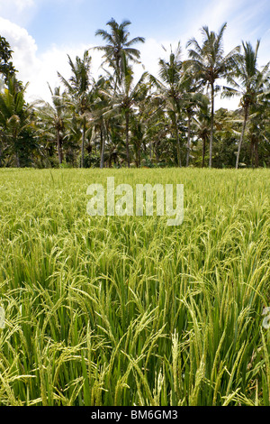 La maturation des grains de riz sur les prêts pour la récolte de tiges dans une rizière à Bali Indonésie Banque D'Images