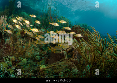 L'achigan à petite bouche (Grunt Johnrandallia chrysargyreum) piscine sur un magnifique récif de coraux tropicaux à Bonaire, Antilles néerlandaises. Banque D'Images