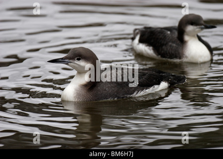 Prachttaucher,jiujitsu, plongée, Gavia arctica à gorge noire,,, Loon Banque D'Images