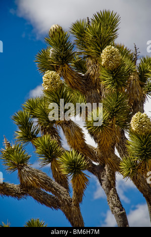 Le Joshua Tree, ou Yucca brevifolia, appartient au genre de la famille des Agavaceae Yucca. Banque D'Images