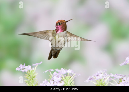 Anna's Hummingbird dans Babylone Fleurs Banque D'Images