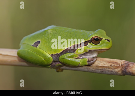 Europäischer Laubfrosch Hyla arborea rainette européenne Banque D'Images