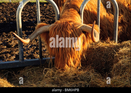 Highland cow se nourrit de foin près de Slaidburn Lancashire Banque D'Images