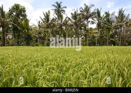 La maturation des grains de riz sur les prêts pour la récolte de tiges dans une rizière à Bali Indonésie Banque D'Images