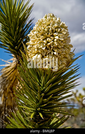 Le Joshua Tree, ou Yucca brevifolia, appartient au genre de la famille des Agavaceae Yucca. Banque D'Images