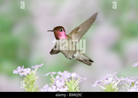 Anna's Hummingbird dans Babylone Fleurs Banque D'Images