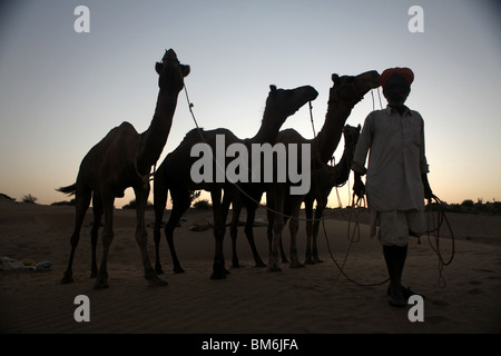 Guides d'un conduit quatre chameaux sur un safari de chameau dans le grand désert du Thar en dehors de Jaisalmer, Rajasthan, en Inde. Banque D'Images