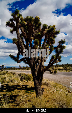 Le Joshua Tree, ou Yucca brevifolia, appartient au genre de la famille des Agavaceae Yucca. Banque D'Images