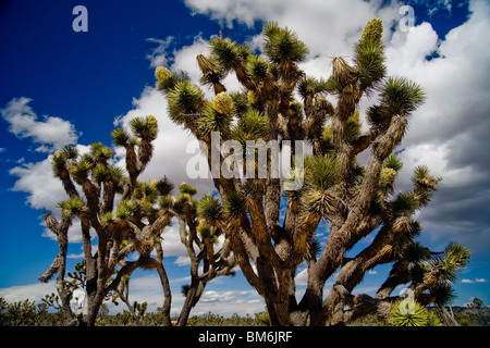 Le Joshua Tree, ou Yucca brevifolia, appartient au genre de la famille des Agavaceae Yucca. Banque D'Images