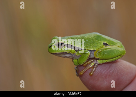 Europäischer Laubfrosch Hyla arborea rainette européenne Banque D'Images