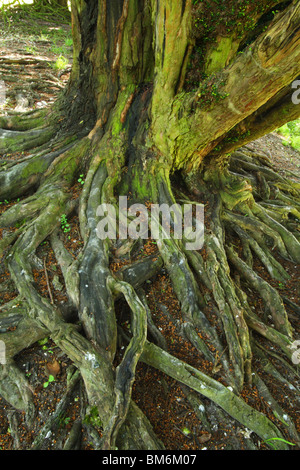 Racines d'un arbre d'if, Linky en bas de marche, réserve naturelle nationale dans la Chilterns, Oxfordshire, Royaume-Uni Banque D'Images