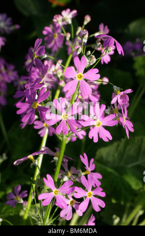 Primrose Primula malacoides, fée, Primulaceae, Yunnan, Chine, Asie Banque D'Images