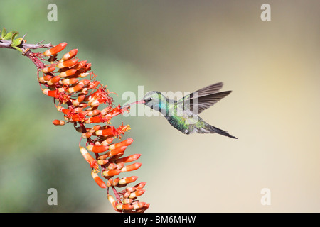 Large-billed Hummingbird fleurs mâles adultes à Ocotillo. Banque D'Images