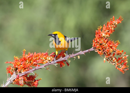 L'Oriole à capuchon mâle adulte sur la fleurs. Banque D'Images