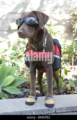 Labrador chocolat avec pignon d'aventure. Banque D'Images