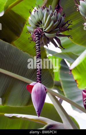 Le bananier. Chicago Botanic Garden. Banque D'Images