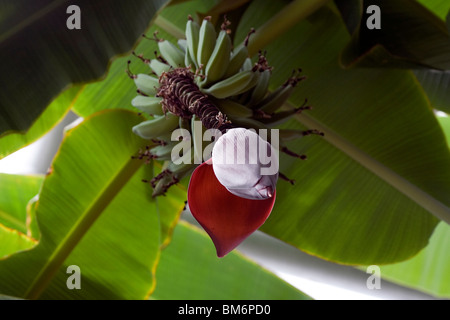 Le bananier. Chicago Botanic Garden. Banque D'Images