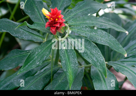 Costus barbatus, également connu sous le nom de gingembre en spirale Banque D'Images