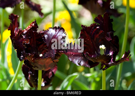 Tulipa 'Black Parrot'. Parrot Tulip. Chicago Botanic Garden Banque D'Images