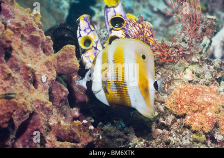 Orange-banded coralfish (Coradion chrysozonus) se nourrissent d'une éponge. Misool, Raja Empat, Papouasie occidentale, en Indonésie. Banque D'Images