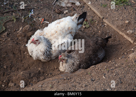Race mélangée des poulets ayant un bain de poussière, Hampshire, Angleterre, Royaume-Uni. Banque D'Images