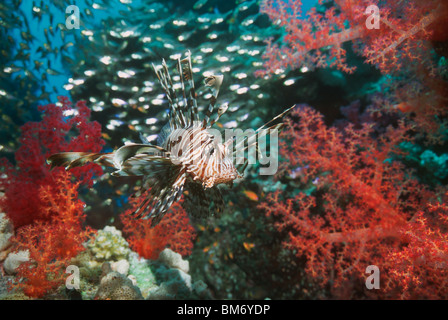 Rascasse volante (Pterois volitans) la chasse aux petits poissons parmi les coraux mous. L'Egypte, Mer Rouge. Banque D'Images