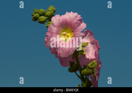 Alcea rosea, ou hollyhock commun, dans la famille MalvaceaeIsrael fleur sauvage en Israël Banque D'Images