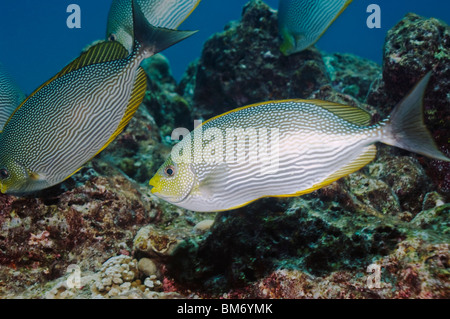 Poisson lapin Java (Siganus javus). La mer d'Andaman, en Thaïlande. Banque D'Images