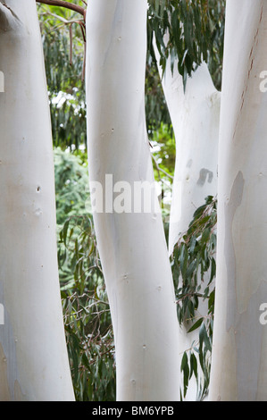 Eucalyptus dalrympleana. Gomme les troncs des arbres de montagne Banque D'Images