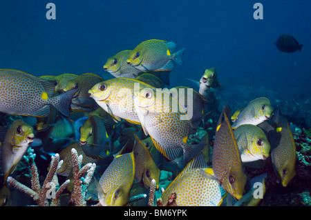 Poisson lapin d'or (Siganus guttatus) sur l'alimentation scolaire algues poussant sur l'acropora morts. La mer d'Andaman, en Thaïlande. Banque D'Images