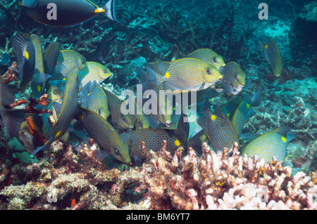 Poisson lapin d'or (Siganus guttatus) sur l'alimentation scolaire algues poussant sur l'acropora morts. La mer d'Andaman, en Thaïlande. Banque D'Images