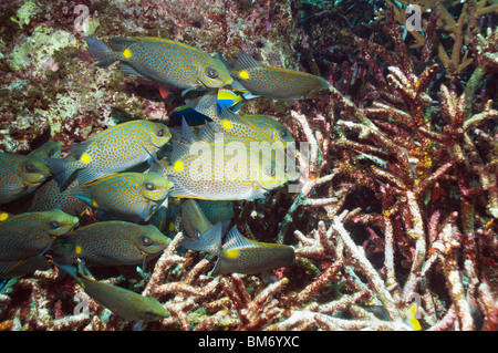 Poisson lapin d'or (Siganus guttatus) sur l'alimentation scolaire algues poussant sur l'acropora morts. La mer d'Andaman, en Thaïlande. Banque D'Images