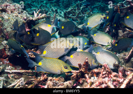 Poisson lapin d'or (Siganus guttatus) sur l'alimentation scolaire algues poussant sur l'acropora morts. La mer d'Andaman, en Thaïlande. Banque D'Images