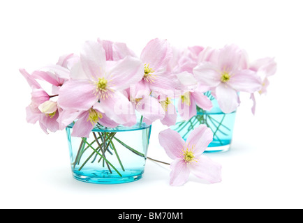 Clematis pastel printemps fleurs en verre bleu large, isolé Banque D'Images