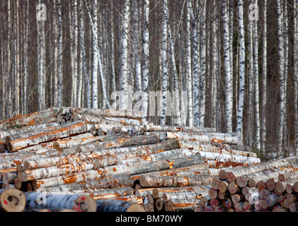 Des tas de grumes de bouleau taillées et d'arbres au bord de la forêt , Finlande Banque D'Images