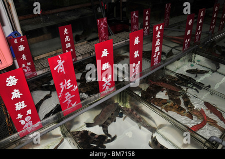 Swiiming les gros poissons dans les réservoirs d'eau d'un étal de poissons vivants, Lockhart Road, Wan Chai, Hong Kong, Chine Banque D'Images