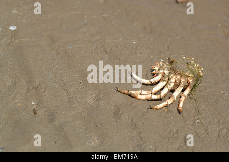 Crabe mort sur la plage Banque D'Images