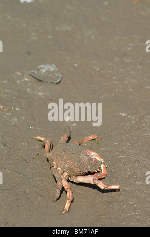 Crabe mort sur la plage Banque D'Images