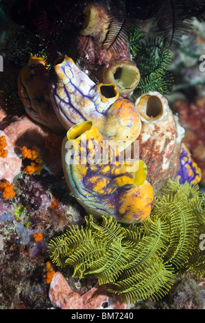 Plissée ou sea squirt Polycarpa aurata. Misool, Raja Ampat, Papouasie occidentale, en Indonésie. Banque D'Images