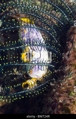 Plissée ou sea squirt Polycarpa aurata. Misool, Raja Ampat, Papouasie occidentale, en Indonésie. Banque D'Images