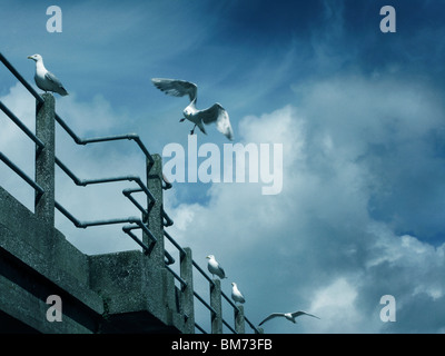 Les mouettes en attente sur une balustrade avec une mouette laissant voler avec ailes déployées sur un ciel bleu avec des nuages Banque D'Images