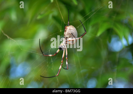 Golden Orb Spider, Helensvale, Queensland, Australie. Banque D'Images