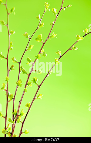 Les branches avec des jeunes feuilles de printemps sur fond vert en herbe Banque D'Images