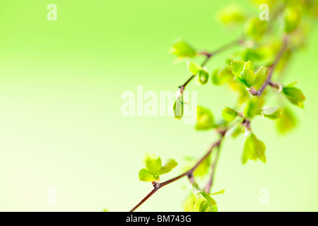 Les branches avec des jeunes feuilles de printemps sur fond vert en herbe Banque D'Images