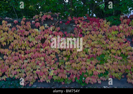 Efeu (Hedera helix) sur mur. feuille d'alpinistes en belles couleurs d'automne Banque D'Images