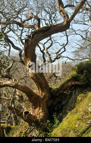 Grand pédonculé morts (Anglais) Arbre de chêne - Quercus robur en gallois river valley Banque D'Images