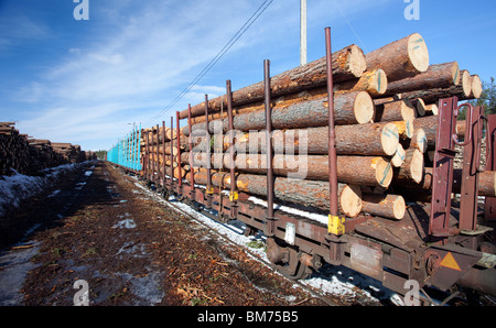 Train de fret chargé avec du pin ( Pinus sylvestris ) sciage , Finlande Banque D'Images