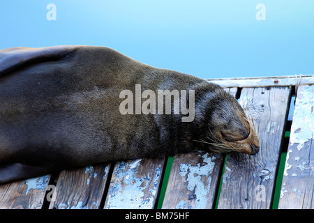 Cape fur seal dormir sur une jetée à v&A waterfront, (arctocephallis pussillus) , le cap, Afrique du Sud. Banque D'Images