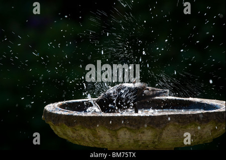 Sturnus vulgaris. Starling lave dans un bain d'oiseau en pierre jardin. UK Banque D'Images